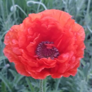 Meet your Posher, Linda